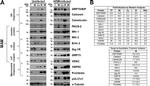 Calreticulin Antibody in Western Blot (WB)