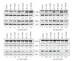 Calreticulin Antibody in Western Blot (WB)