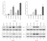 Calreticulin Antibody in Western Blot (WB)