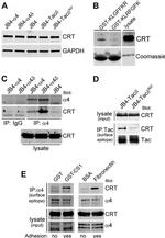 Calreticulin Antibody in Western Blot (WB)