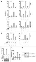 Calreticulin Antibody in Western Blot (WB)