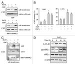 Calreticulin Antibody in Western Blot (WB)