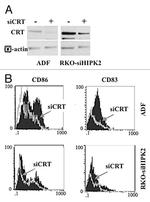 Calreticulin Antibody in Western Blot (WB)