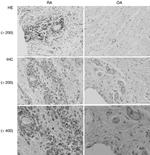 Calreticulin Antibody in Immunohistochemistry (Frozen) (IHC (F))