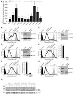Calreticulin Antibody in Western Blot (WB)