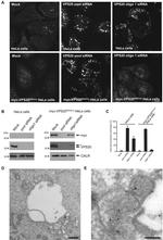 Calreticulin Antibody in Western Blot (WB)