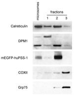 Calreticulin Antibody in Western Blot (WB)
