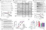 Calreticulin Antibody in Immunoprecipitation (IP)