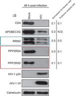 Calreticulin Antibody in Western Blot (WB)