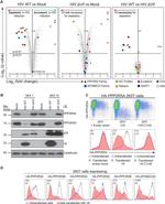 Calreticulin Antibody in Western Blot (WB)