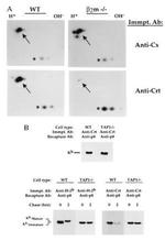 Calreticulin Antibody in Western Blot, Immunoprecipitation (WB, IP)