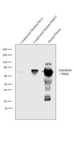 Transferrin Antibody in Western Blot (WB)