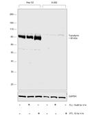 Transferrin Antibody in Western Blot (WB)