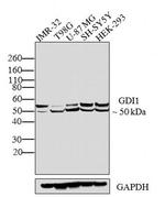 GDI1 Antibody in Western Blot (WB)