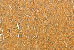 RNaseH1 Antibody in Immunohistochemistry (Paraffin) (IHC (P))