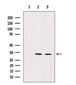 RNaseH1 Antibody in Western Blot (WB)
