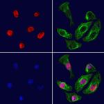 BRD7 Polyclonal Antibody