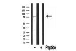 BRD7 Antibody in Western Blot (WB)