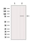 BRD7 Antibody in Western Blot (WB)