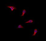 SUCLA2 Antibody in Immunocytochemistry (ICC/IF)