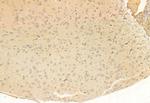 SUCLA2 Antibody in Immunohistochemistry (Paraffin) (IHC (P))
