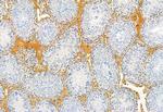 VG5Q Antibody in Immunohistochemistry (Paraffin) (IHC (P))