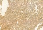 VG5Q Polyclonal Antibody