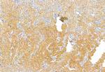 VG5Q Antibody in Immunohistochemistry (Paraffin) (IHC (P))