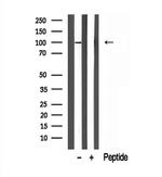 VG5Q Antibody in Western Blot (WB)