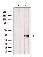 GNMT Polyclonal Antibody