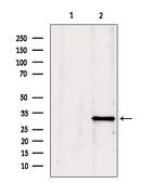 GNMT Antibody in Western Blot (WB)