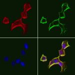 LONP1 Polyclonal Antibody