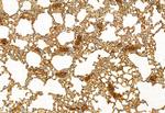LONP1 Antibody in Immunohistochemistry (Paraffin) (IHC (P))