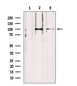 LONP1 Antibody in Western Blot (WB)