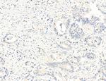 NLRX1 Antibody in Immunohistochemistry (Paraffin) (IHC (P))