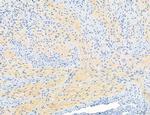 NLRX1 Antibody in Immunohistochemistry (Paraffin) (IHC (P))