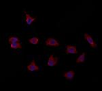 PTPRU Polyclonal Antibody