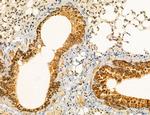 UGT2B7 Antibody in Immunohistochemistry (Paraffin) (IHC (P))