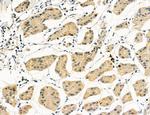 UGT2B7 Antibody in Immunohistochemistry (Paraffin) (IHC (P))