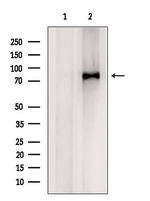 Coilin Antibody in Western Blot (WB)