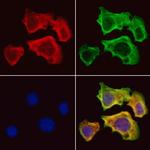 ISCU Polyclonal Antibody