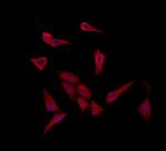 ISCU Antibody in Immunocytochemistry (ICC/IF)