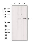 LMOD1 Antibody in Western Blot (WB)