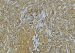 Myosin 4 Antibody in Immunohistochemistry (Paraffin) (IHC (P))