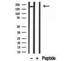 Myosin 4 Antibody in Western Blot (WB)
