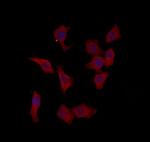 PTPN23 Polyclonal Antibody