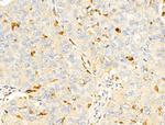 RNH1 Antibody in Immunohistochemistry (Paraffin) (IHC (P))