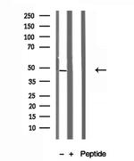 RNH1 Antibody in Western Blot (WB)