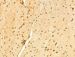 USP39 Antibody in Immunohistochemistry (Paraffin) (IHC (P))