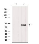 ACADS Antibody in Western Blot (WB)